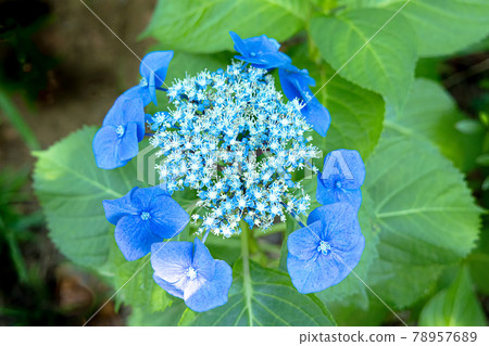 Hydrangea blooming brightly in the rainy season 78957689