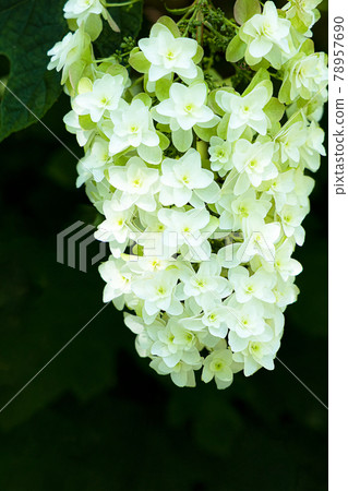 Hydrangea blooming brightly in the rainy season 78957690