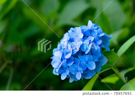 Hydrangea blooming brightly in the rainy season 78957691