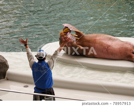 海豚表演很有趣！城崎海洋世界 78957913