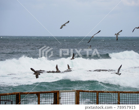 The dolphin show is fun! Kinosaki Marine World 78957915