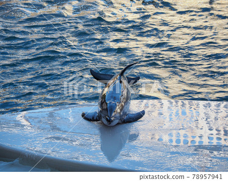 海豚表演很有趣!城崎海洋世界 海豚表演很有趣!城崎海洋世界 78957941