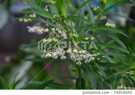 Balloon milkweed flower Balloon milkweed flower 78958009