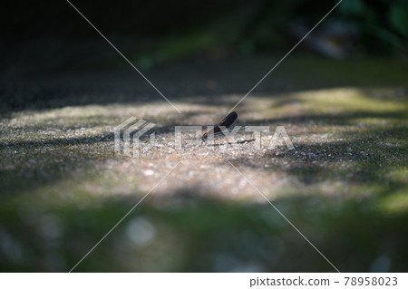 Male Hagro dragonfly (Haguro dragonfly) 78958023