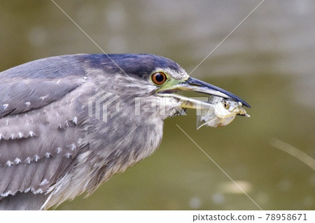 一條紅葉,作者:川部柿子。 一條紅葉,作者:川部柿子。 78958671