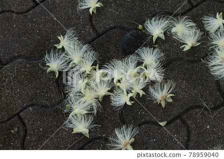 Barringtonia racemosa Barringtonia racemosa 常綠喬木 78959040
