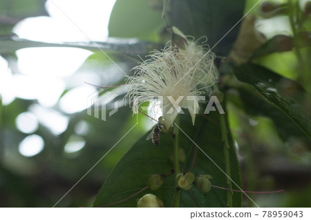 Barringtonia racemosa Barringtonia racemosa 常綠喬木 78959043