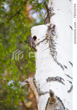 A starling sits at a tree trunk with chicks with an insect in its beak 78959704