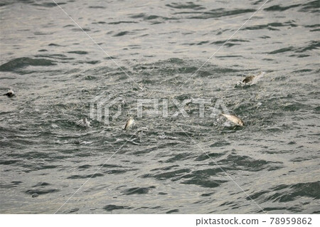 Survival battle between small fish and sea bass-Part 1- 78959862