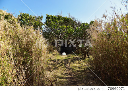 Entrance of a cave surrounded by plants on the Koura coast (Trail Road, Onjuku Town, Chiba Prefecture / Peephole) Entrance of a cave surrounded by plants on the Koura coast (Trail Road, Onjuku Town, Chiba Prefecture / Peephole) 78960071