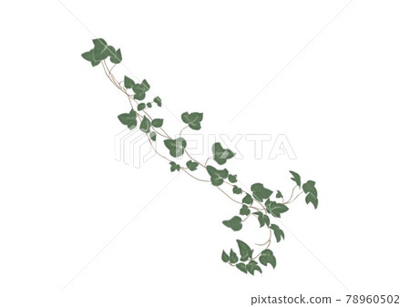 Ivy foliage plant 78960502