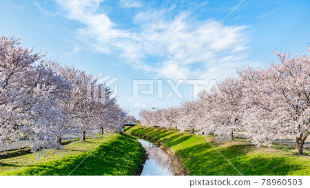 Ogawa and cherry blossom trees 78960503