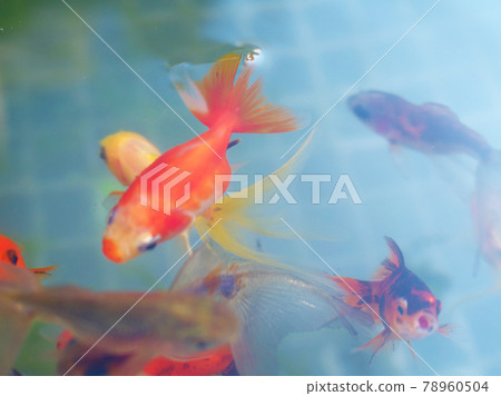 Goldfish Goldfish 78960504