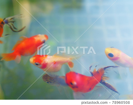 Goldfish   78960508