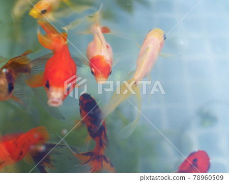 金魚 78960509