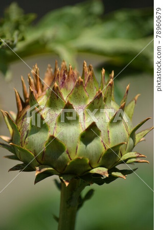 朝鮮薊 4 78960679