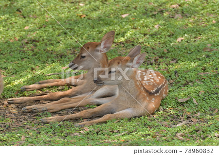 Deer record 97 78960832