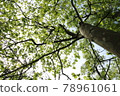 一棵樹的綠葉從下面仰望 1 78961061