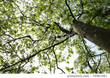一棵樹的綠葉從下面仰望 1 78961061