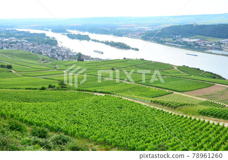 Donau river and vineyards Donau river and vineyards 78961260