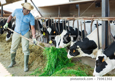 African american breeder feeding cows with green grass 78961302