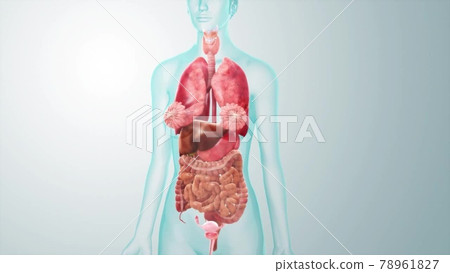 internal organs internal organs 78961827