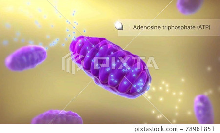 ATP synthase illustration ATP synthase illustration 78961851