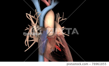 Right atrium heart anatomy medical illustration 78961855
