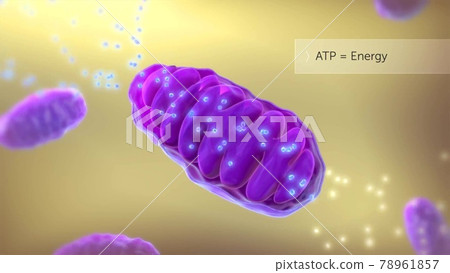 ATP synthase illustration 78961857