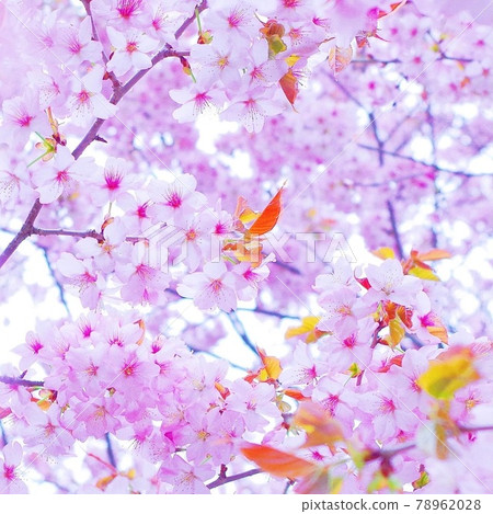 櫻花 櫻花 78962028