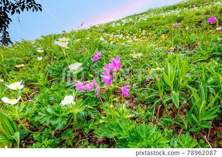 Flower field of Mt. 78962087