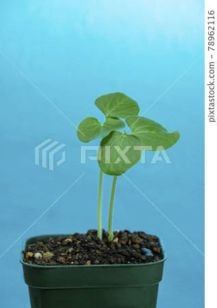 秋葵苗 78962116