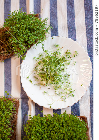 Close-up of micro-greens of mustard, arugula and other plants at home. Close-up of micro-greens of mustard, arugula and other plants at home. 78962197