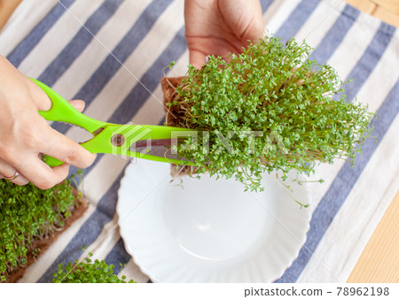 Micro green arugula or mustard sprouts in a bowl on a napkin on table Micro green arugula or mustard sprouts in a bowl on a napkin on table 78962198