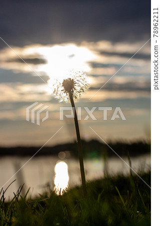 Dandelion at orange sunset. Fluffy dandelion against sunset front sun Dandelion at orange sunset. Fluffy dandelion against sunset front sun 78962211