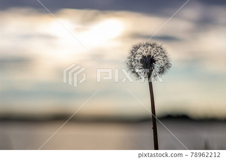 Dandelion at orange sunset. Fluffy dandelion against sunset front sun Dandelion at orange sunset. Fluffy dandelion against sunset front sun 78962212