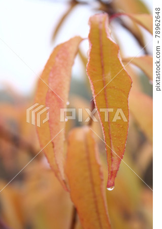 Still life photography 78962648