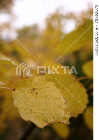 Still life photography Still life photography 78962679
