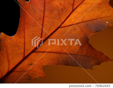 Still life photography Still life photography 78962683