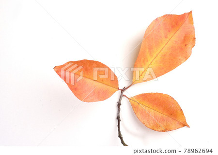 Still life photography Still life photography 78962694