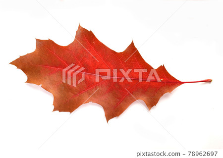 Still life photography Still life photography 78962697