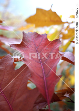 Still life photography Still life photography 78962700