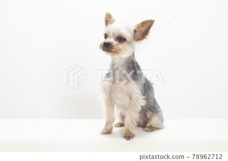Yorkshire terrier sitting and smiling Yorkshire terrier sitting and smiling 78962712