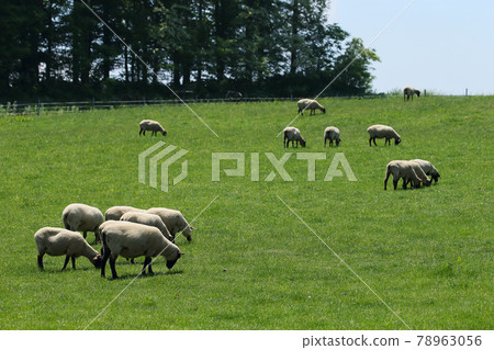 一隻羊 一隻羊 78963056