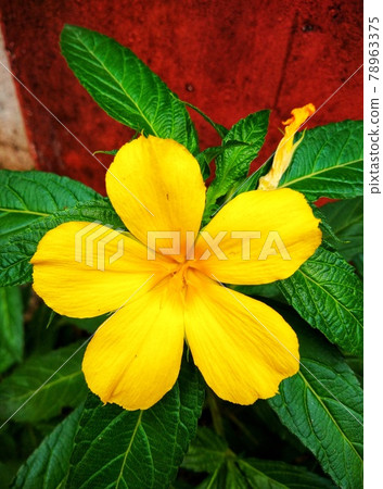 Damiana flower blooming in the garden.Its scientific name is Turnera Ulmifolia.  78963375
