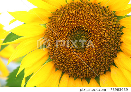 Nunobiki-style plateau, sunflower (Fukushima prefecture, Koriyama city) Nunobiki-style plateau, sunflower (Fukushima prefecture, Koriyama city) 78963689