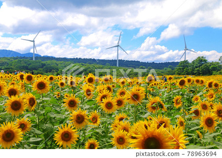 Nunobiki式高原，向日葵（福島縣，郡山市） 78963694