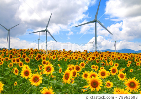 Nunobiki式高原，向日葵（福島縣，郡山市） 78963698