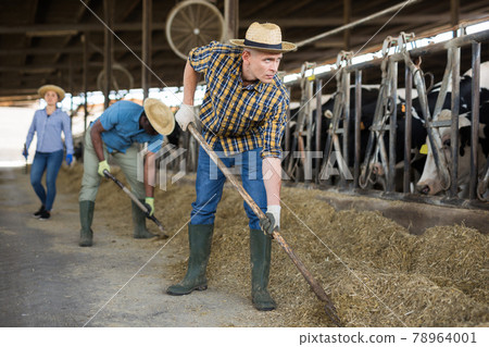 Male farmer working on dairy farm in cowshed 78964001