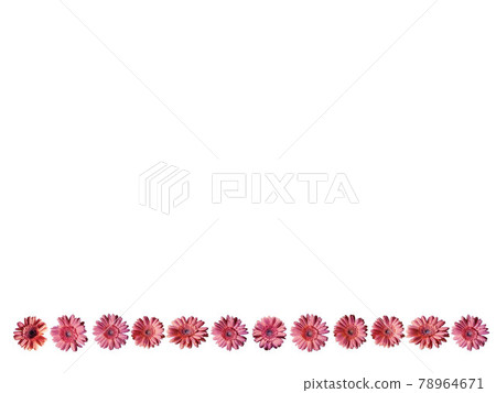 粉紅色的非洲菊並排排列 粉紅色的非洲菊並排排列 78964671